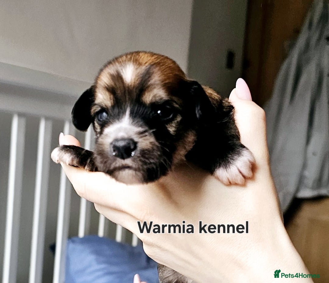 Chinese Crested dogs for sale: Boys £1300, girls £1600 - Image 1