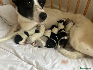 Border Collie dogs ✨ 6 beautifully marked border collie puppies ✨ - Advert 14