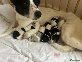 Border Collie dogs ✨ 6 beautifully marked border collie puppies ✨ - Advert 9
