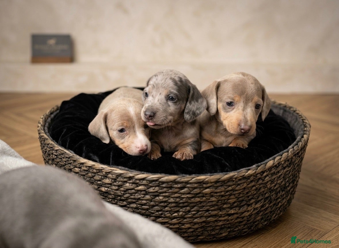 Miniature Dachshund dogs Miniature dachshund puppies 🐶  - Advert 11