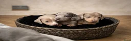 Miniature Dachshund dogs for sale: Miniature dachshund puppies 🐶  - Advert 2