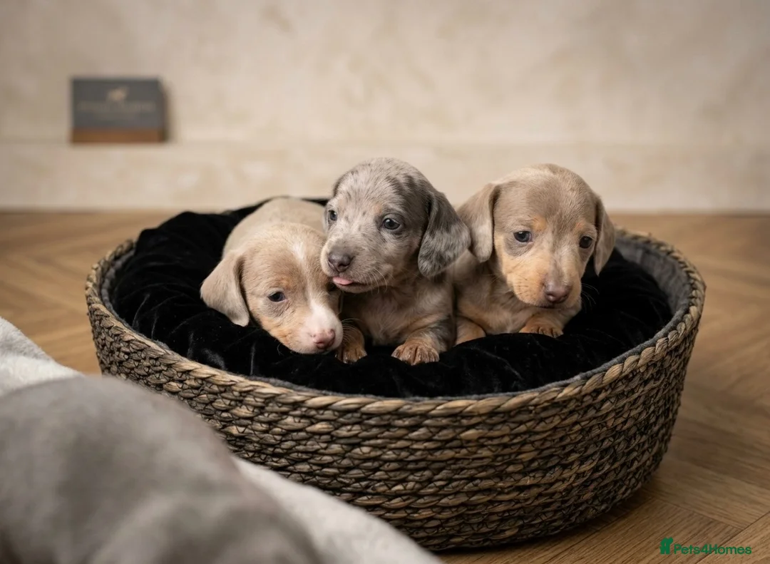 Miniature Dachshund dogs for sale: Miniature dachshund puppies 🐶  - Advert 2