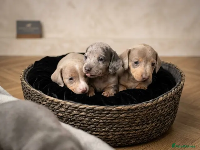 Miniature Dachshund dogs Miniature dachshund puppies 🐶 - Advert 12