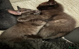 Mixed Breed cats for sale: 1/2 Ragdoll kittens - Image 14