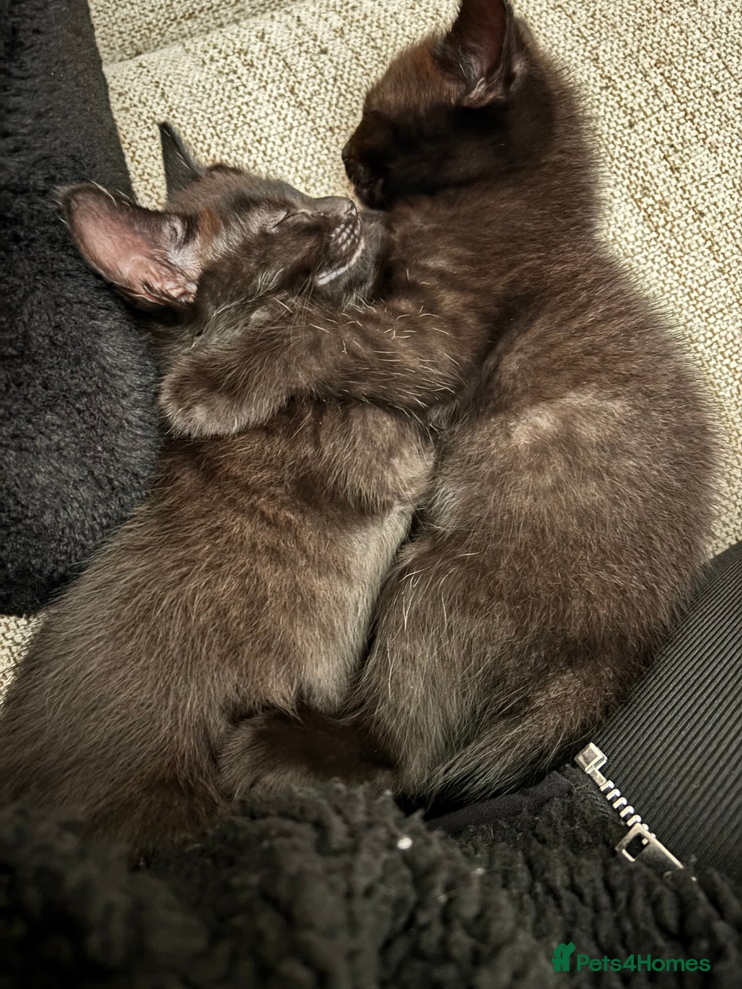 Mixed Breed cats for sale: 1/2 Ragdoll kittens - Image 14