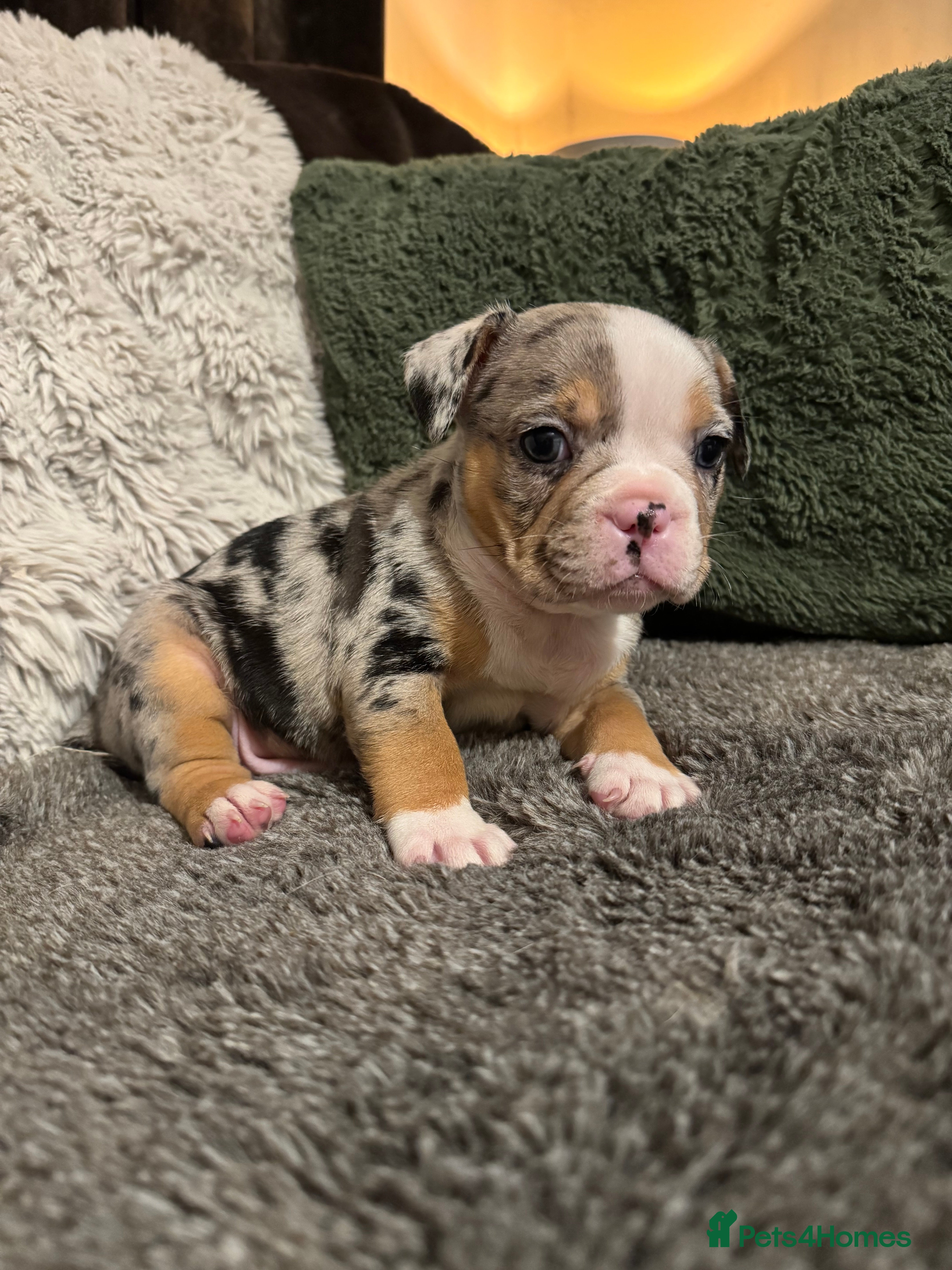 Mixed Breed dogs  French bulldog 1/4 chihuahua puppies  - Advert 1