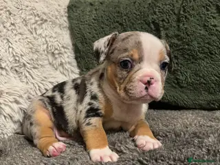 Mixed Breed dogs French bulldog 1/4 chihuahua puppies - Advert 1