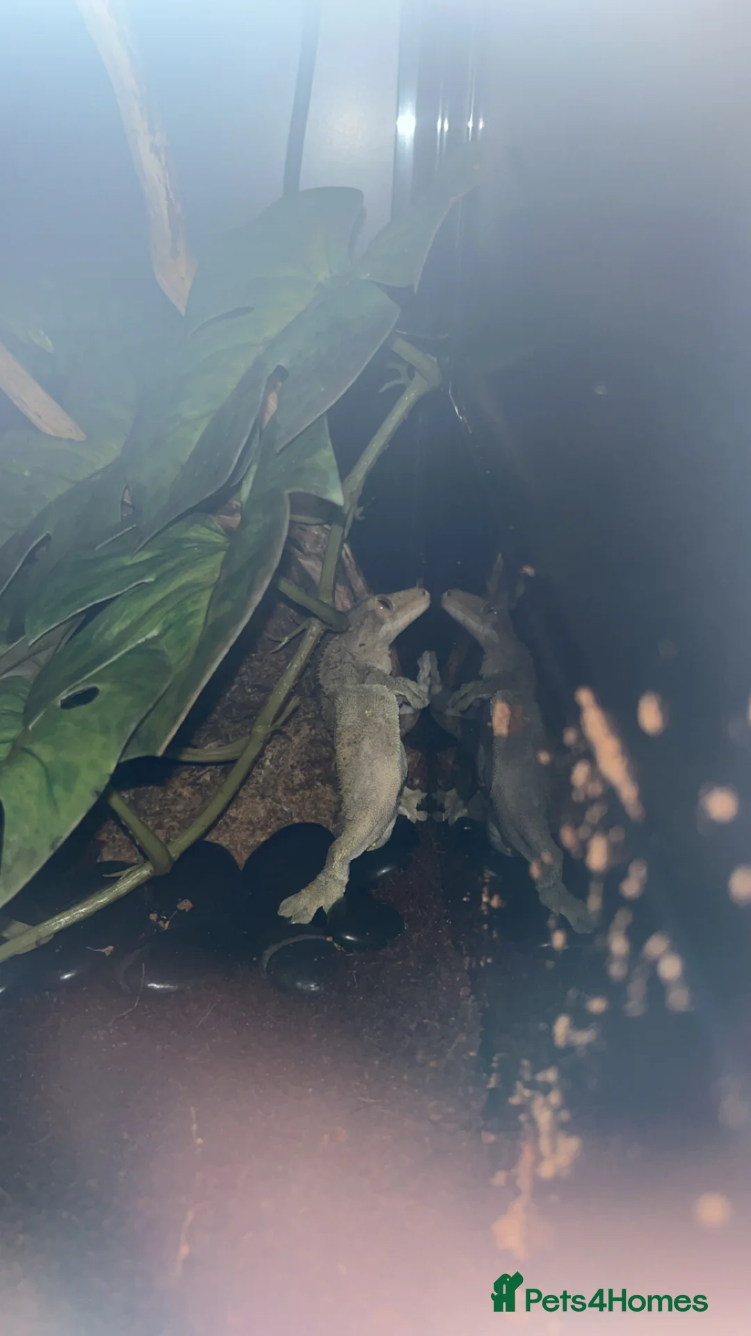 Gecko reptiles for sale: Male crested gecko - Advert 7