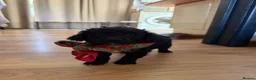 Mixed Breed dogs for sale: Two puppies available for sale - Advert 5