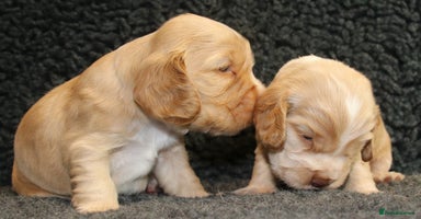 Cocker Spaniel dogs - Advert 7