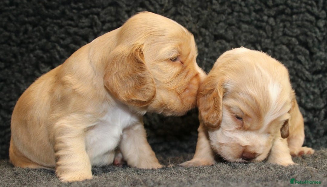 Cocker Spaniel dogs for sale: Stunning Show Cockers-Health Checked,KC Registered - Image 3