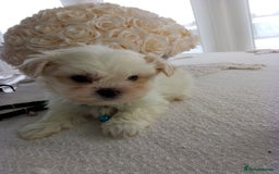 Mixed Breed dogs for sale: Maltese X Lhasa apso  - Image 6