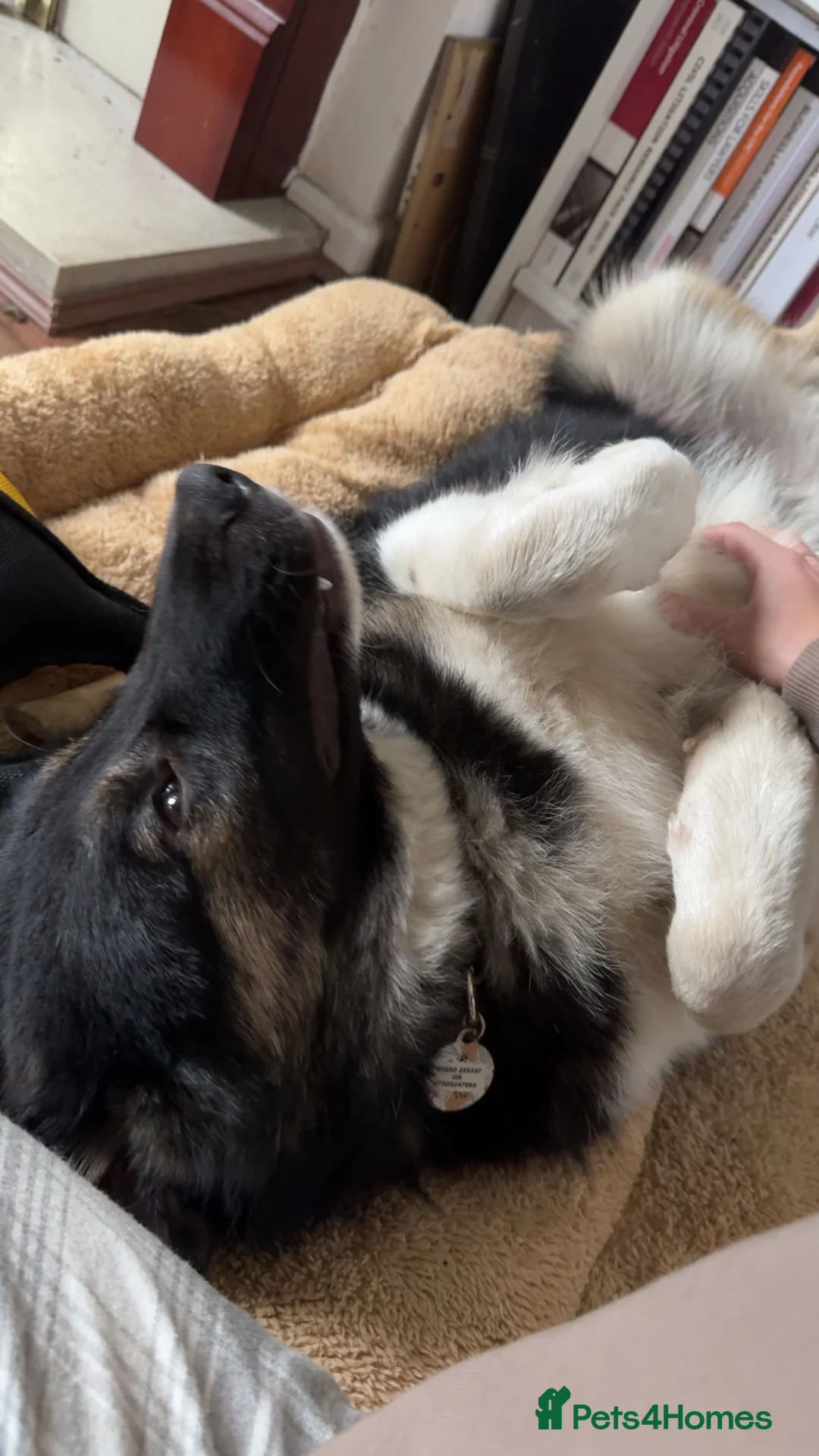 Mixed Breed dogs for sale: Beautiful Barney! - Advert 7