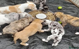 Lurcher dogs for sale: Beautiful red merle and white dog puppy - Image 4