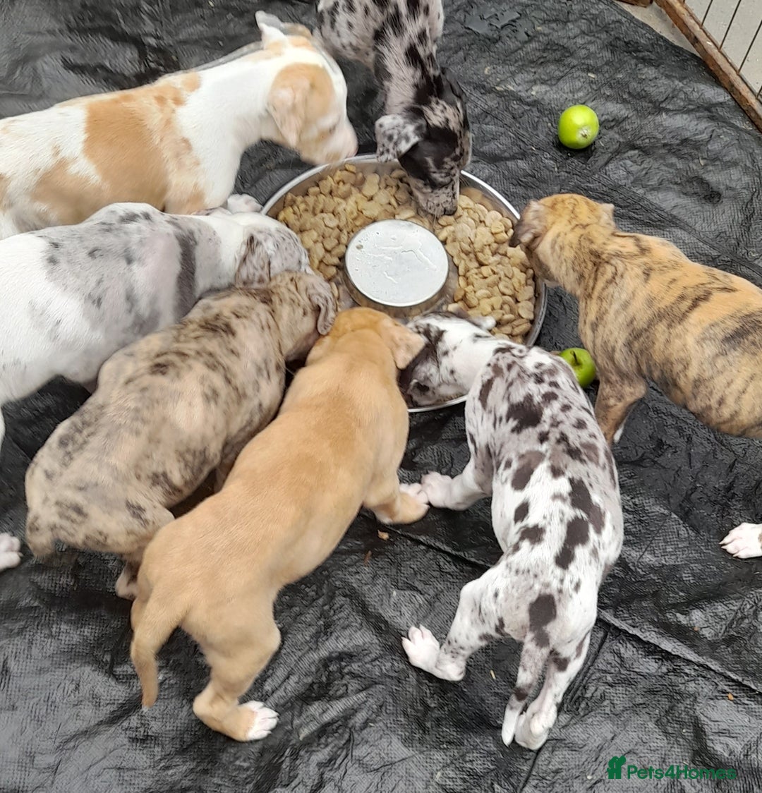 Lurcher dogs for sale: Beautiful red merle and white dog puppy - Image 4