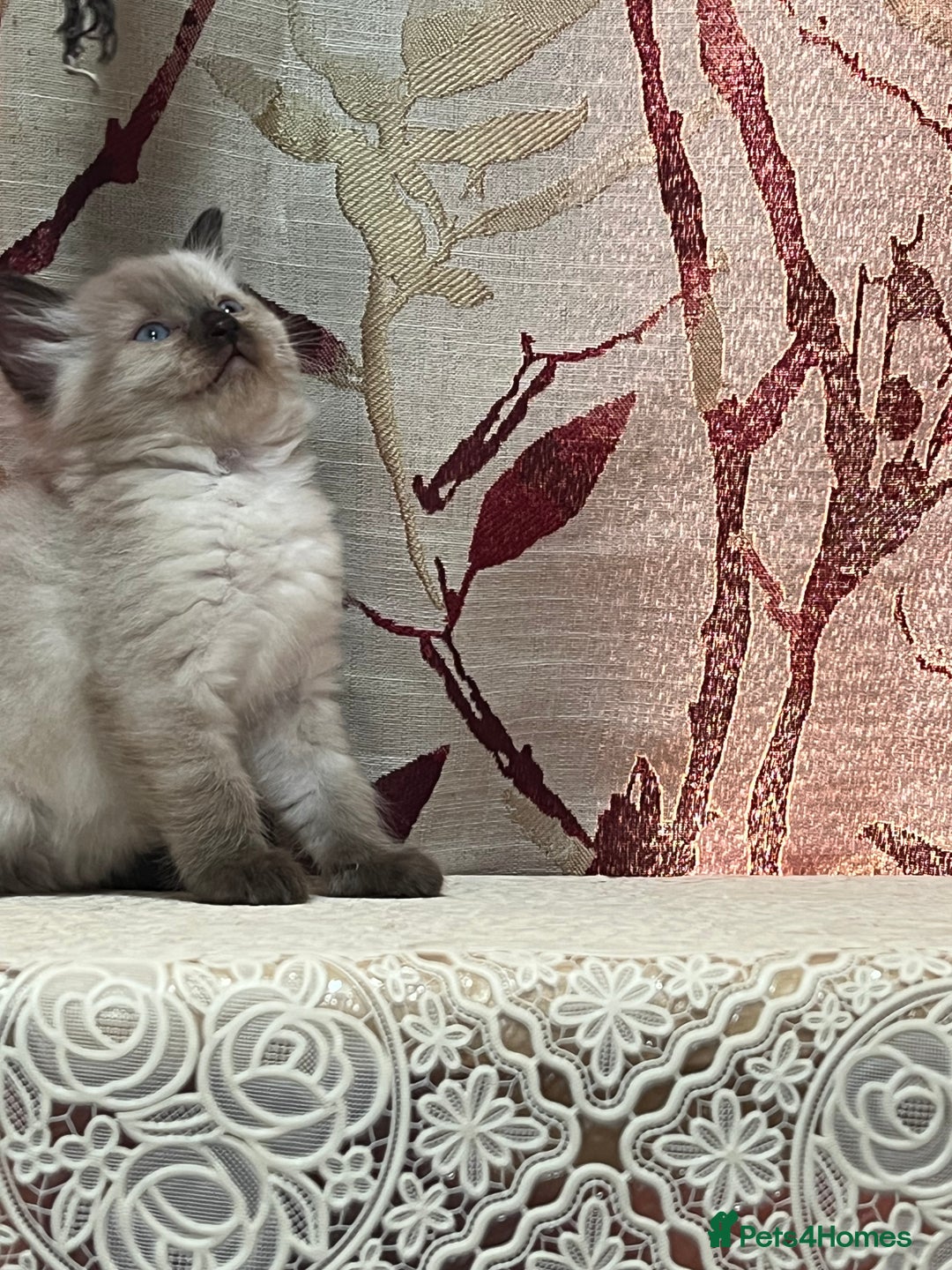 Ragdoll cats for sale: Cute ragdoll🌹🤎 - Image 18