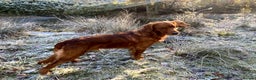 Golden Retriever dogs for stud: STUNNING RED STUD DOG, FULLY HEALTH TESTED in Bristol - Advert 11