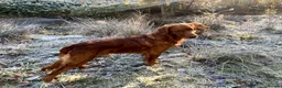 Golden Retriever dogs for stud: STUNNING RED STUD DOG, FULLY HEALTH TESTED in Bristol - Advert 11