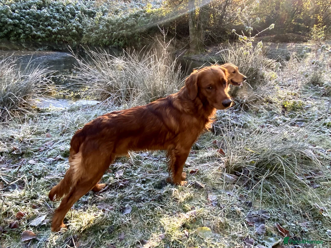 Golden Retriever dogs for stud: STUNNING RED STUD DOG, FULLY HEALTH TESTED in Bristol - Advert 11