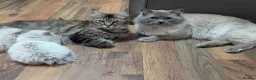 Ragcoon cats for sale: Ragdoll x maine coon kittens -bl&w boy & grey girl - Advert 4