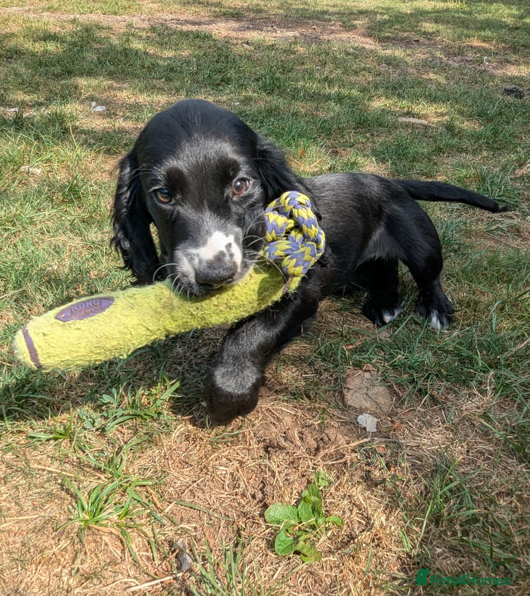 Cocker Spaniel dogs for sale: Beautiful Cocker Girl Pups, READY TO LEAVE-27.7.25 - Image 2