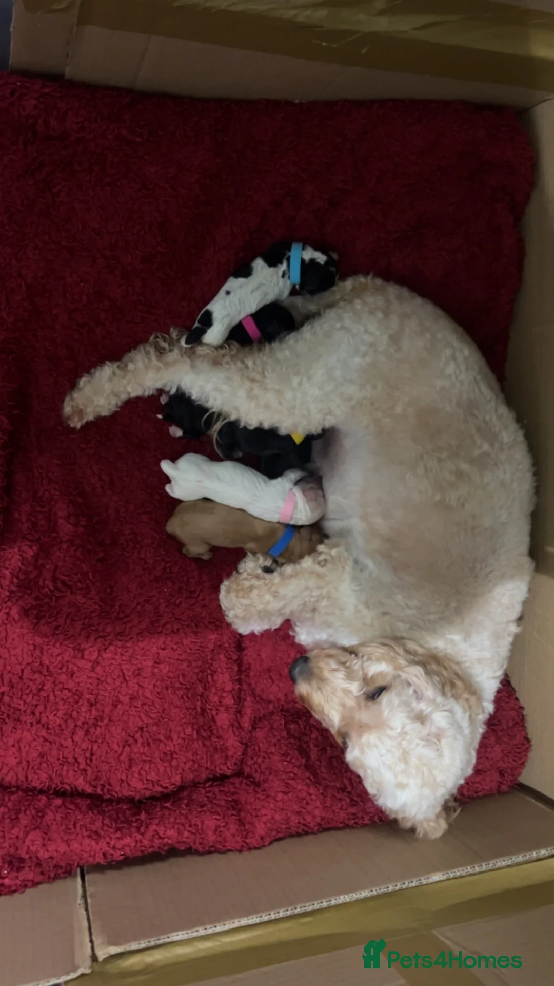 Cockapoo dogs for sale: Male and female cockapoo puppy’s  - Advert 2