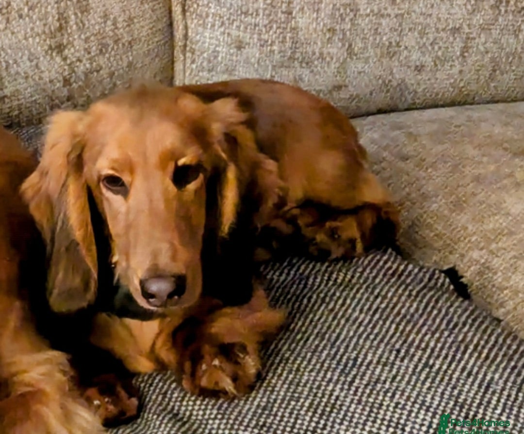 Dachshund dogs for sale: Dachshund for re-homing - Image 2