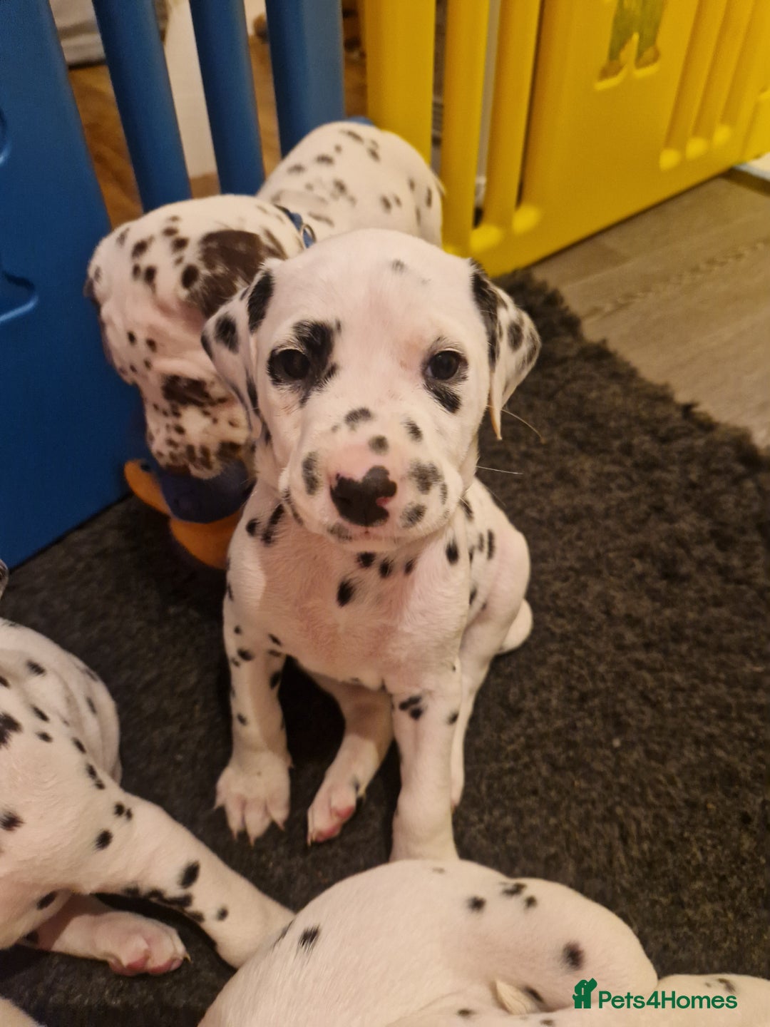 Dalmatian dogs for sale: ❤️Exceptional fully hearing KC Dalmatians❤️ - Advert 11