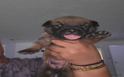 Mixed Breed dogs for sale: Beautiful Ridgeback Staffy x Rottweiler Puppies - Advert 11