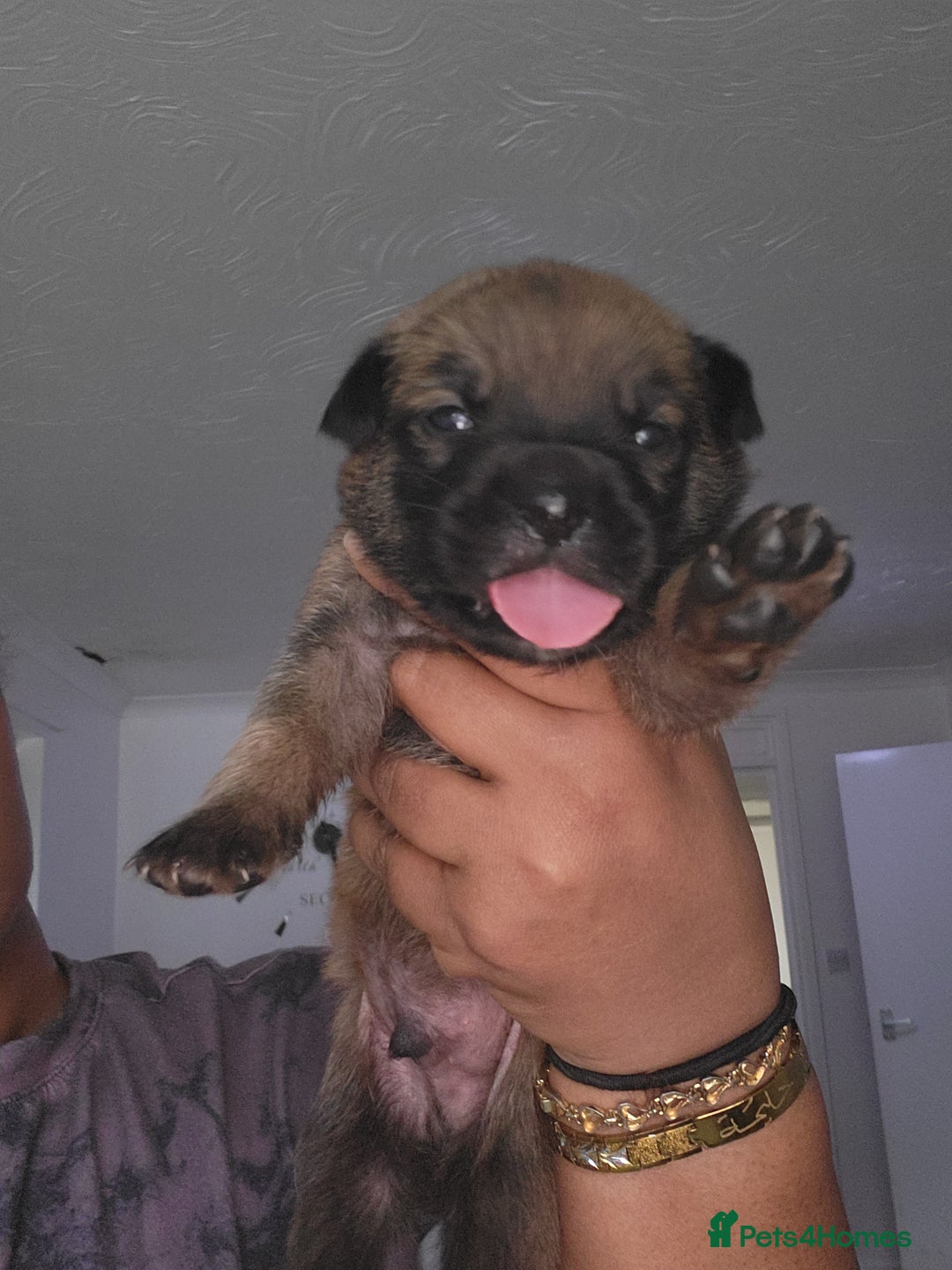 Mixed Breed dogs for sale: Beautiful Ridgeback Staffy x Rottweiler Puppies - Advert 11