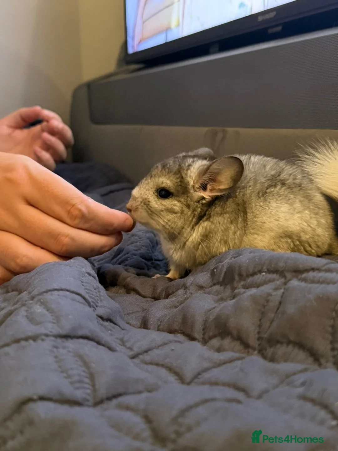 Chinchilla rodents for sale: 3 MONTH OLD TAME AND HANDLED DAILY CHINCHILLA - Advert 2