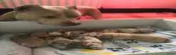 American Bully dogs for sale: American bull , pocket class  in Telford - Advert 10
