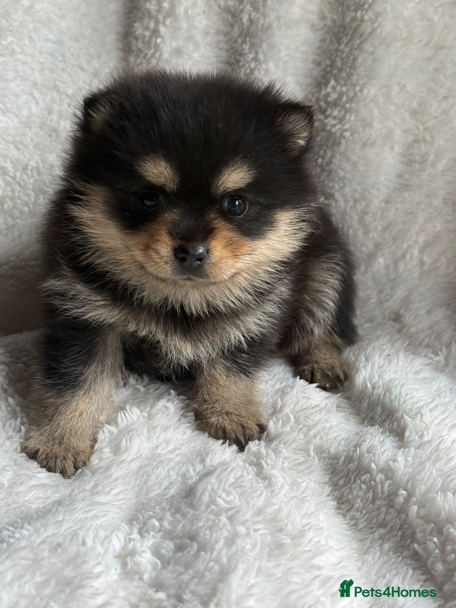 Pomsky dogs Stunning F1B Pomsky Girls - Advert 1
