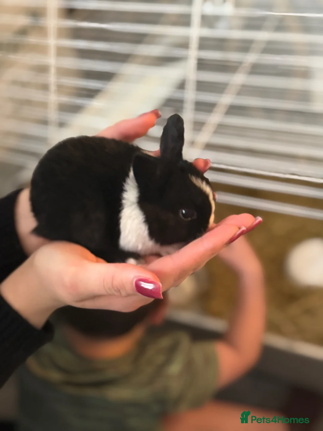 Mixed Breed rabbits for sale: One male one female rabbit  in Wirral - Advert 2