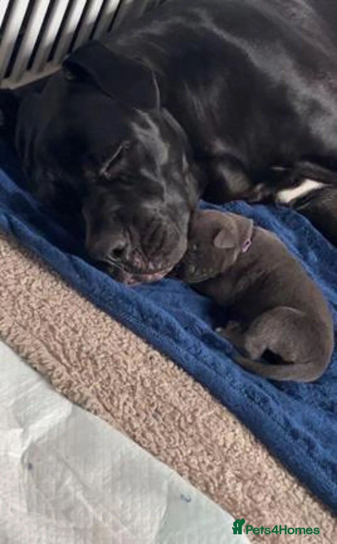 Cane Corso dogs for sale: Chunky Cane Corso Puppies in Penzance - Advert 11
