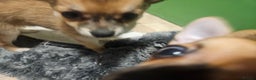 Chihuahua dogs for sale: 2x 13 old week beautiful Chihuahua Pups for sale  - Advert 11