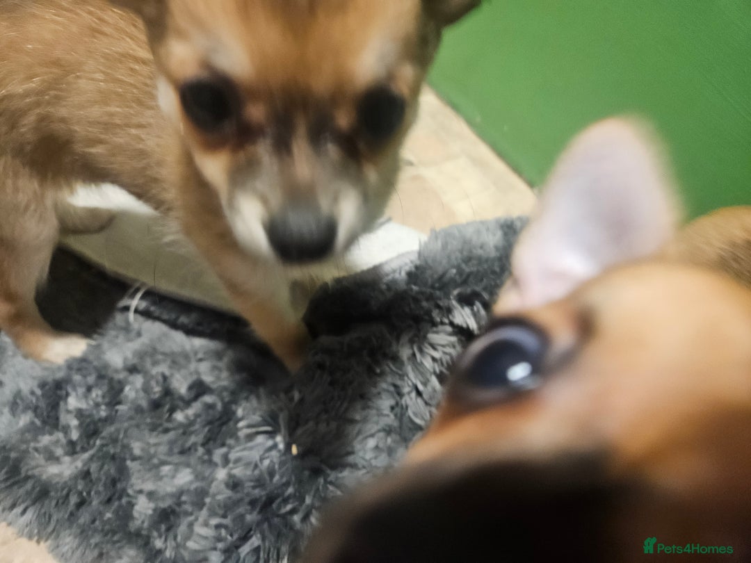 Chihuahua dogs for sale: 2x 13 old week beautiful Chihuahua Pups for sale  - Advert 11