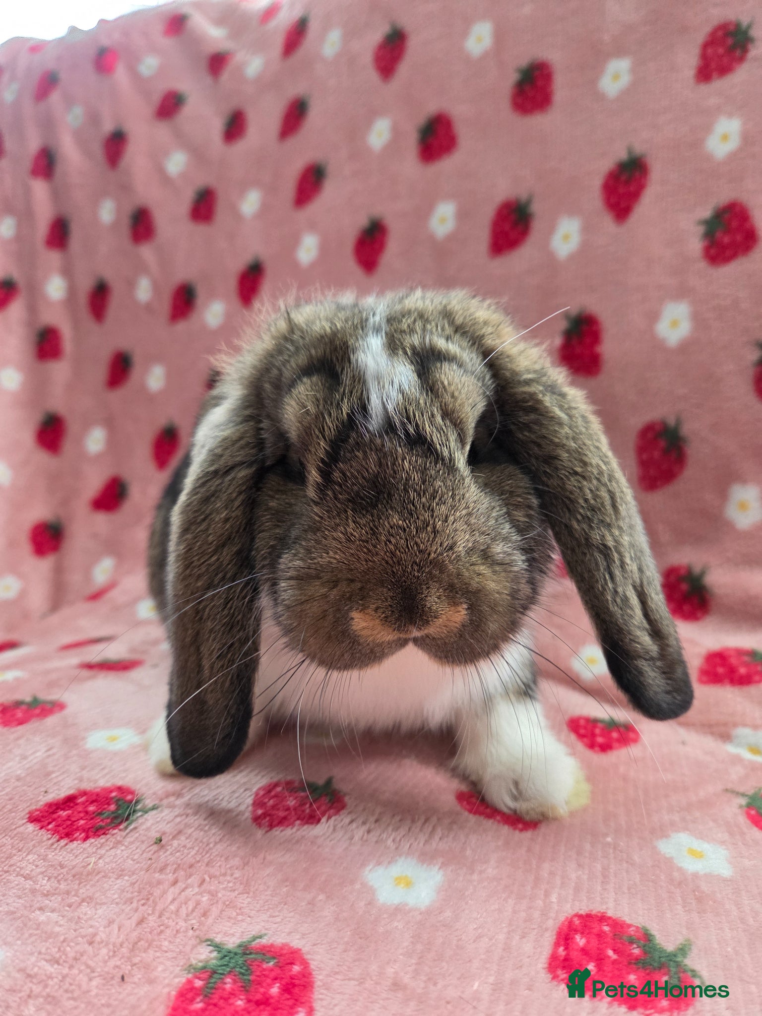 German Lop rabbits Rare Pure German Lop ☆silly tame last boy - Advert 2