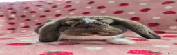 German Lop rabbits for sale: Pure German Lop 2 Bucks ☆silly tame - Advert 5