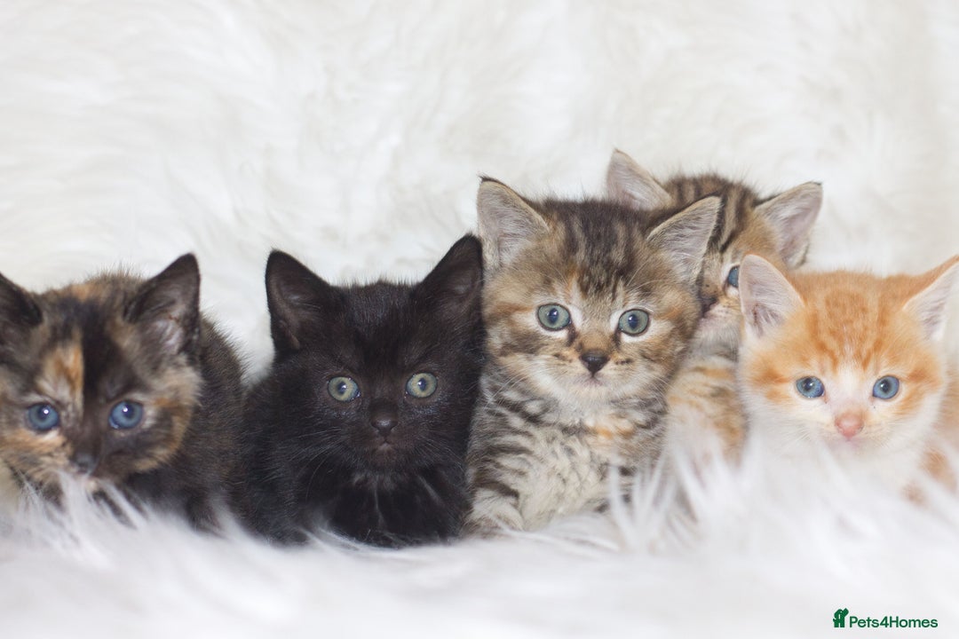 Mixed Breed cats for sale: Happy Healthy Playful Kittens - Image 1
