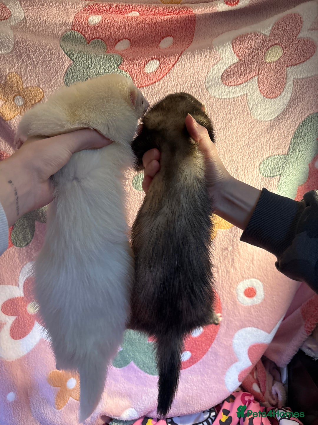 Ferret rodents for sale: Various ferret kits for sale - Advert 3