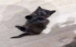Mixed Breed cats for sale: Beautiful litter of kittens  - Image 8