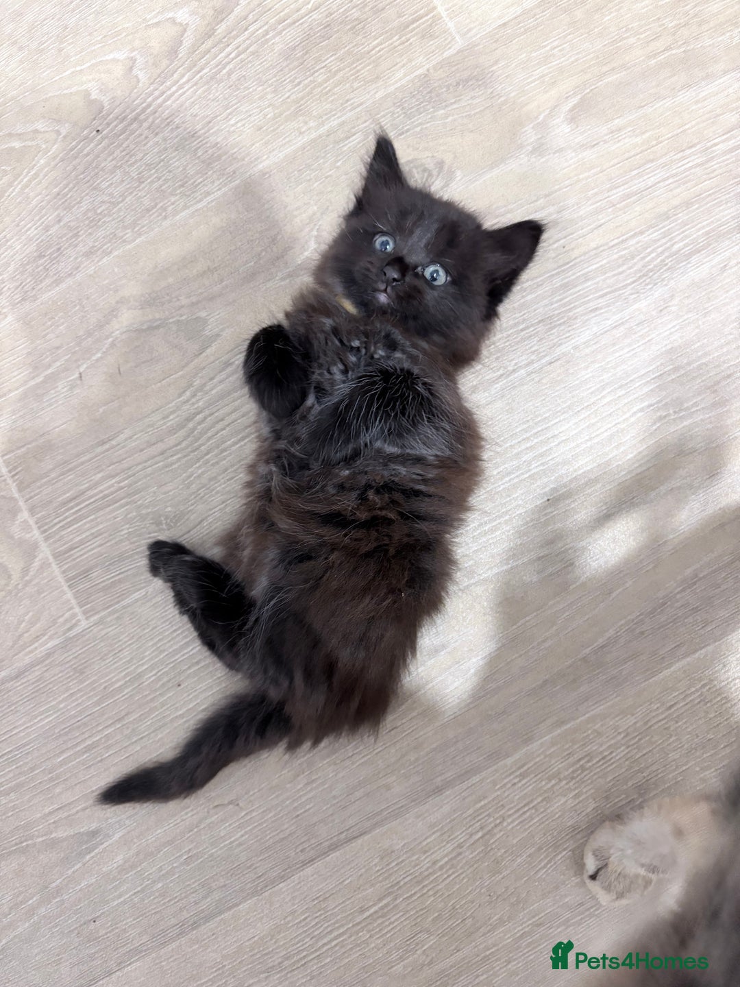 Mixed Breed cats for sale: Beautiful litter of kittens  - Image 8