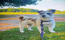 Jackapoo dogs for sale:  Ready on the 18th of December 3 jackapoo puppy’s - Advert 1