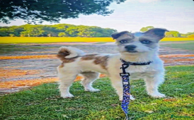 Jackapoo dogs Three beautiful Jackapoo puppies - Advert 3