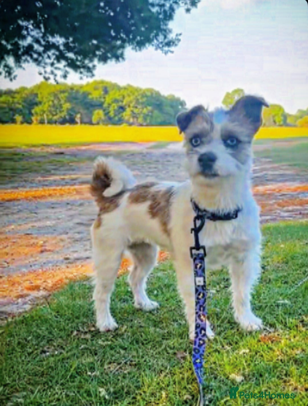 Jackapoo dogs for sale:  Ready on the 18th of December 3 jackapoo puppy’s - Advert 1