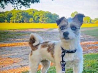 Jackapoo dogs for sale: Ready on the 18th of December 3 jackapoo puppy’s - Advert 1