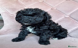 Cockapoo dogs for sale: Cockapoos  - Image 13