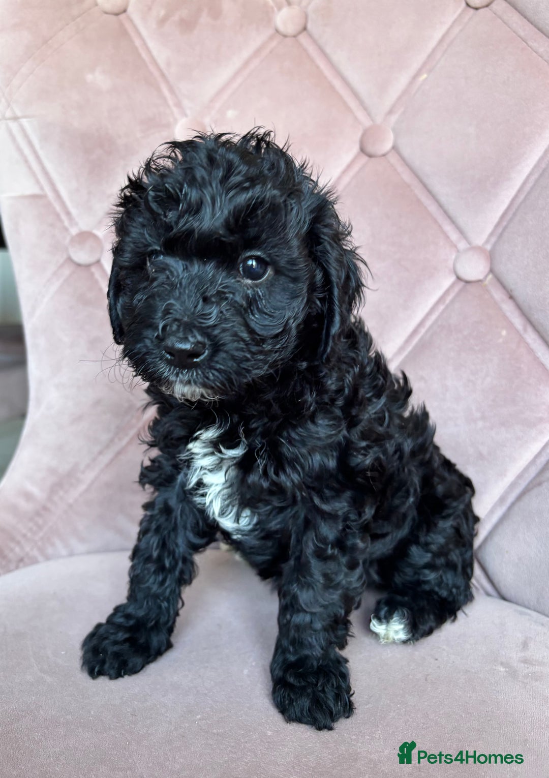 Cockapoo dogs for sale: Cockapoos  - Image 13