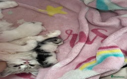 Persian cats for sale: Doll face Persian x - Image 22